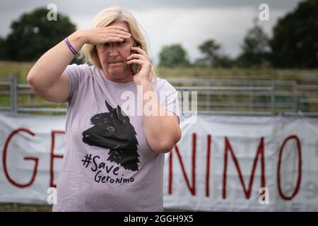 Shepherds Close Farm, Wotton-under-Edge, Gloucestershire, Regno Unito. 31 agosto 2021. Helen Macdonald, il proprietario di Geronimo, dà una dichiarazione emotiva al Foto Stock