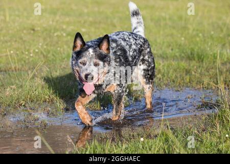 Giovane maschio Australian Cattle Dog (Blue Heeler) che cammina attraverso un laghetto Foto Stock