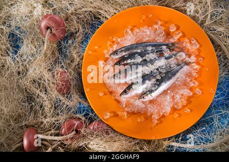 Presentazione di acciughe fresche su un letto di ghiaccio Foto Stock