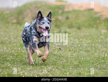 Giovane maschio Australian Cattle Dog (Blue Heeler) che corre verso la macchina fotografica su un campo di erba Foto Stock