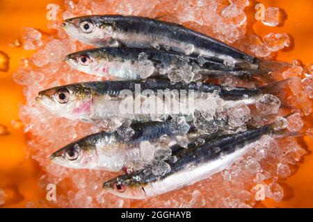 Presentazione di acciughe fresche su un letto di ghiaccio Foto Stock