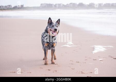 Giovane maschio Australian Cattle Dog (Blue Heeler) in piedi sulla spiaggia che guarda felice e interessato Foto Stock