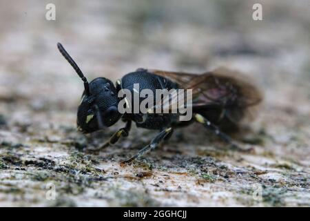 Primo piano dettagliato sul raro pungolato-ape mascherata, Hylaeus punctatus Foto Stock