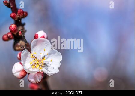Ramo fiorente di un albero di albicocche con varie infiorescenze e spazio di copia Foto Stock