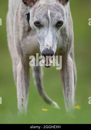 Cane da frusta che si esercita in un giardino. Foto Stock