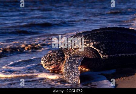 GUIANA FRANCESE. VICINO AL VILLAGGIO DI MANA. FRIZIONE TARTARUGHE SU HATTES BEACH Foto Stock