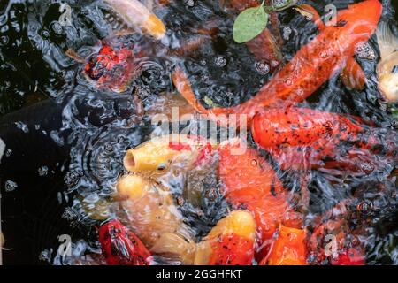 Pesce koi carpa giapponese in un laghetto che alimenta Foto Stock