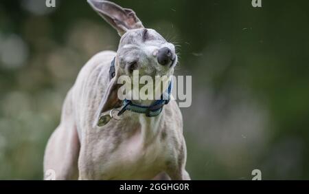Cane da frusta che si esercita in un giardino. Foto Stock
