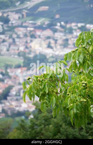 albero di noce con merano, italia sullo sfondo Foto Stock