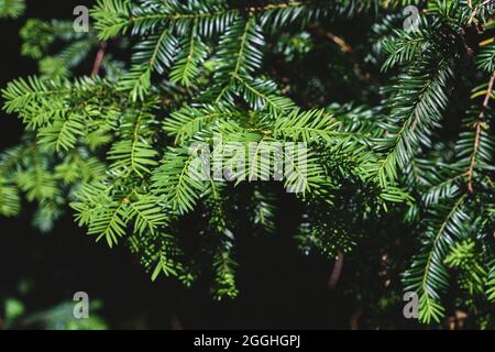 Taxus baccata o europeo yew sempreverdi fogliame velenoso primo piano Foto Stock