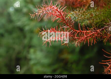 Cryptomeria japonica cedro giapponese sempreverde albero rosso fogliame primo piano Foto Stock