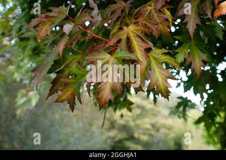 Acer saccharinum Silver acero autunno fogliame Foto Stock