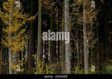 Larici con fogliame deciduo autunnale giallo Foto Stock