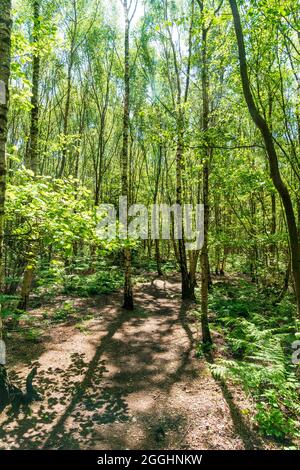 Sentiero stretto attraverso un bosco di betulla soleggiato con felci che crescono sul pavimento della foresta a Clowes Wood nel Kent. Foto Stock