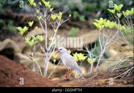 FRANCIA. NUOVA CALEDONIA. UCCELLO CAGOU IN PERICOLO (SIMBOLO DELL'ISOLA) Foto Stock