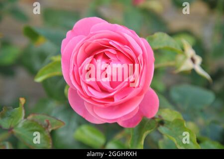 Kastrup/ Danimarca./31 Agosto 2021/ pianta rosa e rosa rosa nel giardino di casa a Kastrup Danimarca. (Foto..Francis Joseph Dean/Dean Pictures) Foto Stock