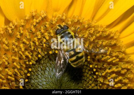 Batman Hoverfly (Myathropa floriea) Foto Stock