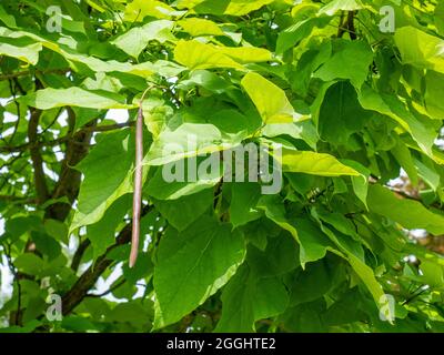 Catalpa albero, catalpa bignonioides closeup. Grandi foglie e cialde fresche con semi si abbassano dai rami dell'albero di catalpa. Foto Stock