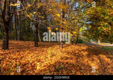 Paesaggio autunnale. Foglie colorate nel parco autunnale Foto Stock