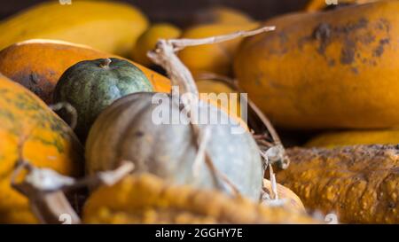 Un mucchio di zucche con diverse sfumature di colore in un fienile preparato per l'intaglio prima di Halloween. Foto Stock