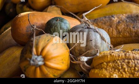 Un mucchio di zucche con diverse sfumature di colore in un fienile preparato per l'intaglio prima di Halloween. Foto Stock