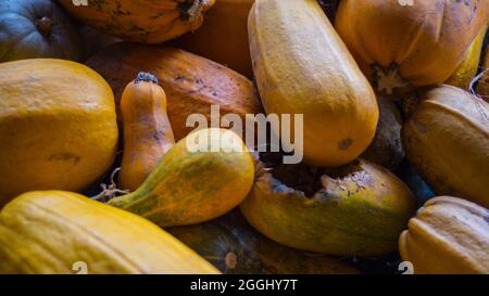 Un mucchio di zucche con diverse sfumature di colore in un fienile preparato per l'intaglio prima di Halloween. Foto Stock