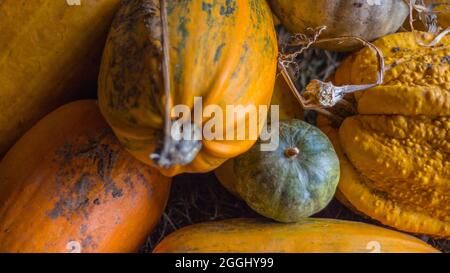 Un mucchio di zucche con diverse sfumature di colore in un fienile preparato per l'intaglio prima di Halloween. Foto Stock