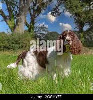 English Springer spaniel Foto Stock