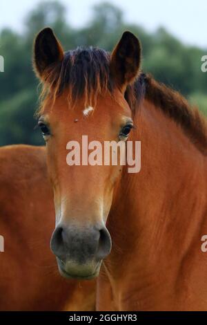 Ritratto di cavallo, animale da fattoria carino Foto Stock