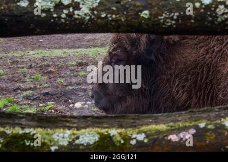 Wisent riposato sul prato in una riserva naturale. Foto Stock