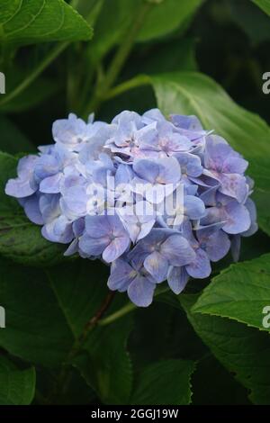 Bella hydrangea blu, Azzorre Foto Stock