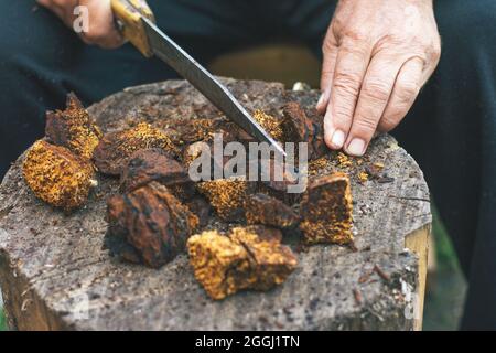 Le mani di un uomo anziano sono tagliate con un coltello sano naturalWild Chaga Mushroom, Inonotus oblichus polvere e pezzi per preparare tè, caffè Foto Stock