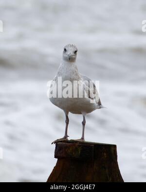 Un giovane gabbiano d'aringa (Larus argentatus) in sub-adulto che si aggirava su un palo di legno e guarda direttamente la telecamera, con onde che infrangono il mare Foto Stock