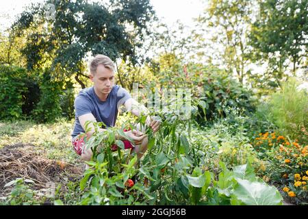 l'uomo raccoglie le verdure nel suo giardino mettendo i peperoni Foto Stock