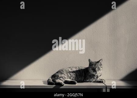 Cat nella striscia luminosa Foto Stock