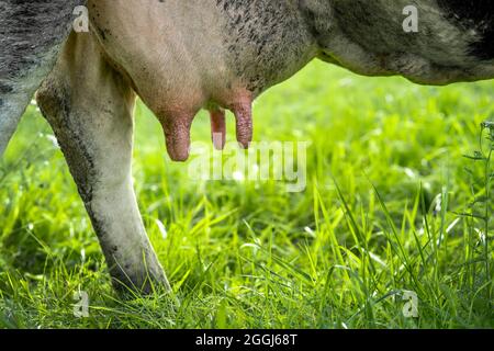 primo piano mammelle di mucca sullo sfondo dell'erba. Foto Stock