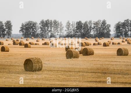 Pile, spirali di fieno in un grande campo di mais giallo. Deposito agricolo all'aria aperta. Foto Stock