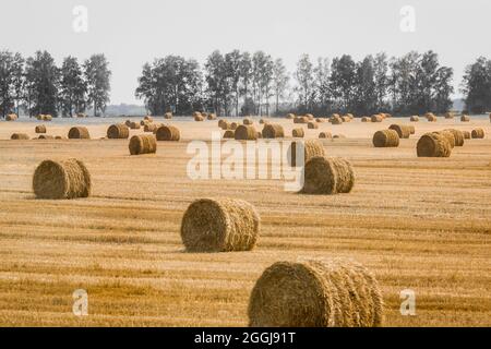 Pile, spirali di fieno in un grande campo di mais giallo. Deposito agricolo all'aria aperta. Foto Stock