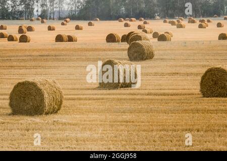 Pile, spirali di fieno in un grande campo di mais giallo. Deposito agricolo all'aria aperta. Foto Stock