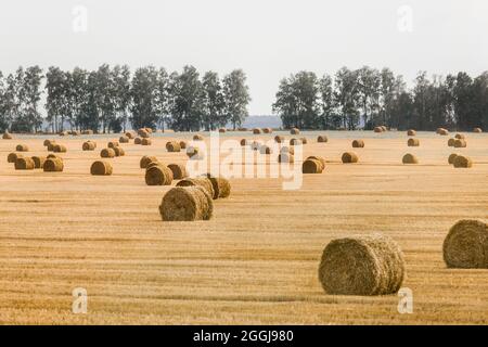 Pile, spirali di fieno in un grande campo di mais giallo. Deposito agricolo all'aria aperta. Foto Stock