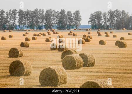 Pile, spirali di fieno in un grande campo di mais giallo. Deposito agricolo all'aria aperta. Foto Stock