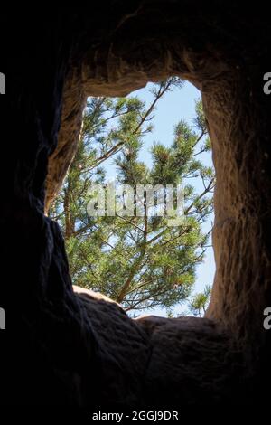 Albero di conifere visto attraverso una grotta tetto-apertura. Foto Stock