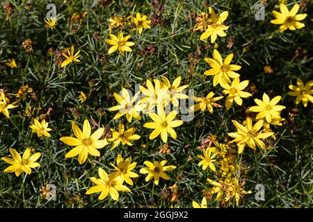 Tickseed, o Coreopsis Verticillata grandiflora, una pianta perenne con fiori gialli in estate che cresce in Scozia UK Foto Stock