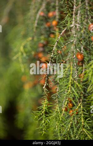 Flora di Gran Canaria - Juniperus cedrus, il ginepro delle Isole Canarie, endemico della Macaronesia, sfondo floreale naturale Foto Stock