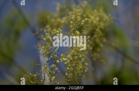 Flora di Gran Canaria - fioritura Asparagus scoparius naturale macro floreale sfondo Foto Stock