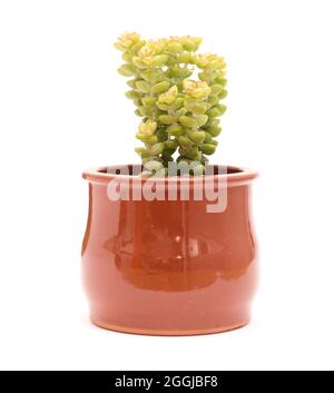 Piccola succulenta Crassula marnierana, comune nome Jade Necklace, isolata su bianco Foto Stock