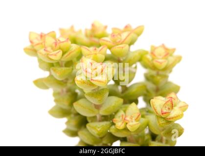 Piccola succulenta Crassula marnierana, comune nome Jade Necklace, isolata su bianco Foto Stock