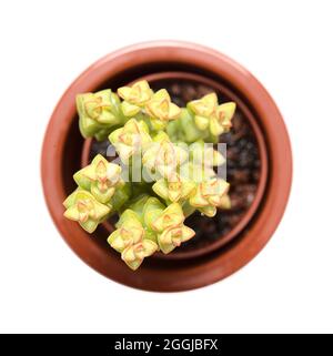 Piccola succulenta Crassula marnierana, comune nome Jade Necklace, isolata su bianco Foto Stock