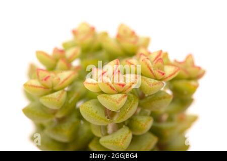 Piccola succulenta Crassula marnierana, comune nome Jade Necklace, isolata su bianco Foto Stock