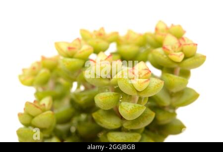 Piccola succulenta Crassula marnierana, comune nome Jade Necklace, isolata su bianco Foto Stock